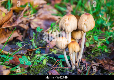 Herbst Szene mit einer Gruppe von Pilzen (Coprinellus micaceus) unter trockenen gelben Blätter und grünes Gras. Auch als Glimmer Kappe, glänzende oder schimmernde bekannt Stockfoto