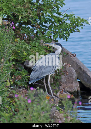 Grau, Heron, Ardea, cineria Stockfoto