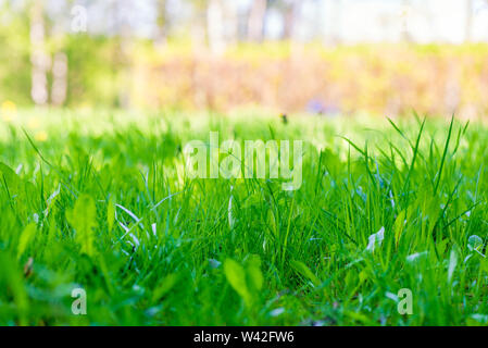 Natürliche Hintergrund saftige Wiese Frühling Gras close-up Stockfoto
