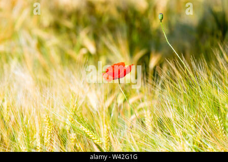 Roter Mohn Blume Gelb Weizenfeld in der Nähe upred Mohnblüte in gelben Weizenfeld Nahaufnahme Stockfoto