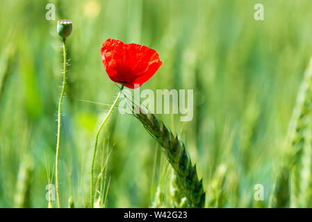 Closeup roter Mohn Blume in grünem Feld unter Weizen Ohren Stockfoto
