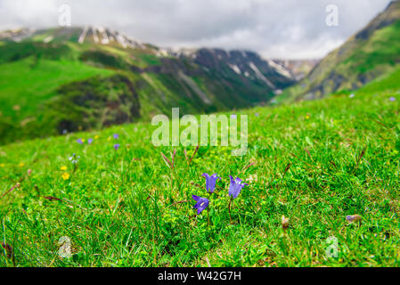 Nahaufnahme von lila Blumen auf der grünen Wiese in den hohen Bergen des Kaukasus Stockfoto