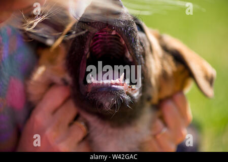 Close-up offener Mund und Zähne eines Nicht-pedigreed Welpen Stockfoto