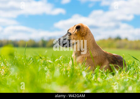 Kleine Welpen ruht auf dem Gras und sorgfältig in die Ferne Stockfoto