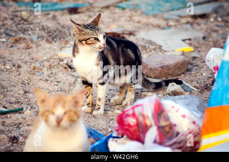 Katzen sitzen in den Papierkorb. Konzept Schutz streunender Tiere Stockfoto