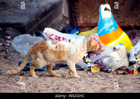 Hurghada, Ägypten, 17.04.2019, Katzen sitzen in den Papierkorb. Konzept Schutz streunender Tiere Stockfoto