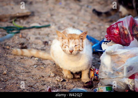 Hurghada, Ägypten, 17.04.2019, Katzen sitzen in den Papierkorb. Konzept Schutz streunender Tiere Stockfoto