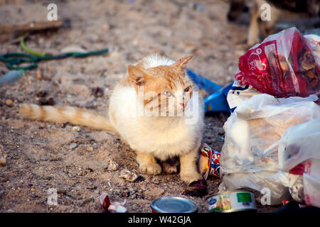 Hurghada, Ägypten, 17.04.2019, Katzen sitzen in den Papierkorb. Konzept Schutz streunender Tiere Stockfoto