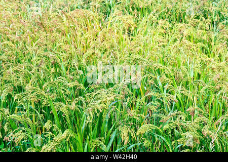 Reifung Hirse ährchen Hirse vor dem hintergrund der grünen Blätter und Gras Stockfoto