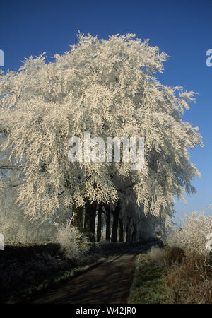 Winter in der Avening Tal, Glos, Großbritannien Stockfoto