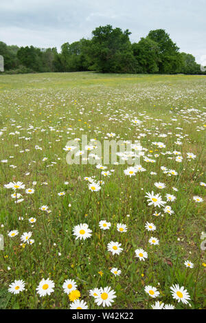 Wilde Blume Wiese, Feld mit wild wachsenden Blumen, Knolligen Hahnenfuß, Ranunculus bulbosus, Oxeye Daisy, Leucanthemum vulgare, Essex, Großbritannien. Mai Stockfoto