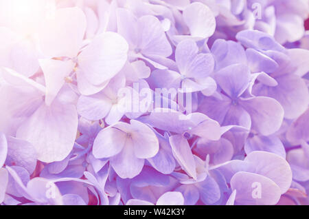 Blaue Blüten Hortensien hautnah. Natürliche hortensienblüten Hintergrund. Stockfoto