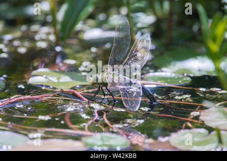 Kaiser, Dragonfly, Anax imperator, Eier auf Gesäumten Wasserlilie, Nymphoides peltatum, Garten Tiere Teich, Sussex, UK, Juni Stockfoto