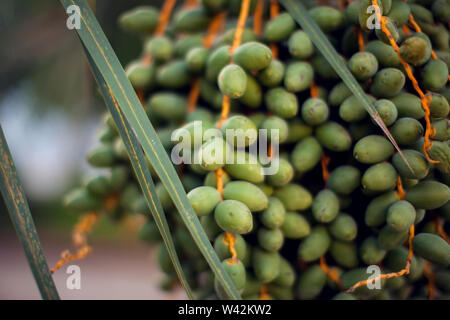 Frische Datteln auf die Palme. Nahaufnahme. Organisches und gesundes Essen Stockfoto