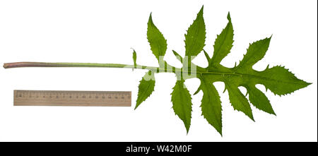 Kohl-Kratzdistel, Kohl-Kratz - Distel, Kohlkratzdistel, Kratzdistel, Distel, Cirsium oleraceum, Kohl-distel. Blatt, Blätter, Blatt, Blätter Stockfoto