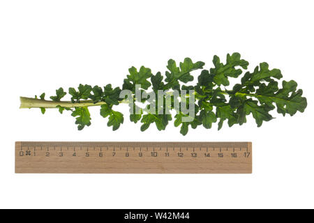 Gewöhnliches Jakobs-Greiskraut, Jakobs-Greiskraut, Jakobsgreiskraut, Jakobs-Kreuzkraut, Jakobskreuzkraut, Jakobskraut, Greiskraut, Cardamine pratensis, J Stockfoto