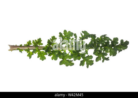 Gewöhnliches Jakobs-Greiskraut, Jakobs-Greiskraut, Jakobsgreiskraut, Jakobs-Kreuzkraut, Jakobskreuzkraut, Jakobskraut, Greiskraut, Cardamine pratensis, J Stockfoto