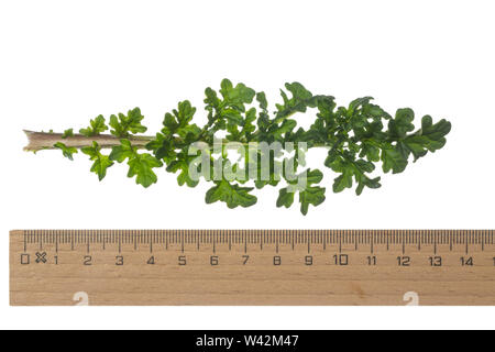 Gewöhnliches Jakobs-Greiskraut, Jakobs-Greiskraut, Jakobsgreiskraut, Jakobs-Kreuzkraut, Jakobskreuzkraut, Jakobskraut, Greiskraut, Cardamine pratensis, J Stockfoto