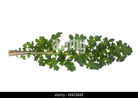 Gewöhnliches Jakobs-Greiskraut, Jakobs-Greiskraut, Jakobsgreiskraut, Jakobs-Kreuzkraut, Jakobskreuzkraut, Jakobskraut, Greiskraut, Cardamine pratensis, J Stockfoto