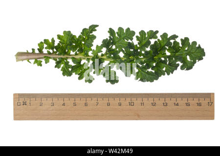 Gewöhnliches Jakobs-Greiskraut, Jakobs-Greiskraut, Jakobsgreiskraut, Jakobs-Kreuzkraut, Jakobskreuzkraut, Jakobskraut, Greiskraut, Cardamine pratensis, J Stockfoto