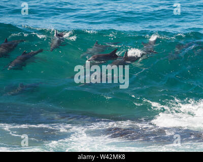 Eine große Gruppe wilder Tümmler, die gemeinsam durch die Wellen vor der mittleren Nordküste NSW Australien schwimmen und tauchen Stockfoto