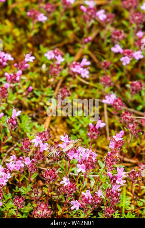 Wild Breckland Thymian Blumen im Sommer Stockfoto