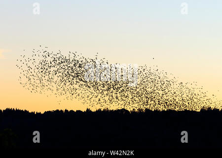 Sonnenuntergang mit einer großen Herde von Dohlen fliegen Stockfoto