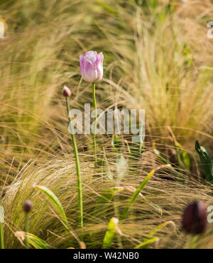 Eine einzelne Tulip in Blüte gegen eine ornamentale Gras Hintergrund. Staffordshire England Großbritannien Stockfoto