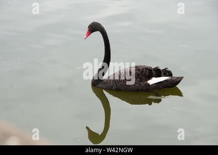 Schwarzer Schwan schwimmt auf See Stockfoto