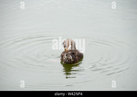 Ente, Badewanne beim Schwimmen auf dem See. Stockfoto