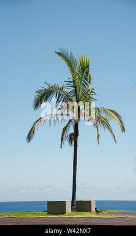 Single Palm Tree gegen einen klaren blauen Himmel auf Madeira Europa. Stockfoto