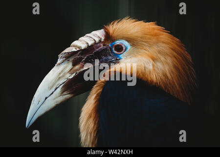 Nahaufnahme Portrait von nashornvogel auf dunklem Hintergrund Stockfoto