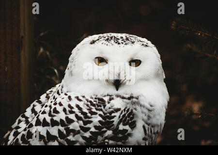 Close-up Portrait von Snowy Owl Stockfoto