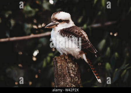 Portrait von Kookaburra Stockfoto