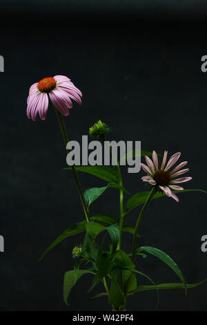 ECHINACEA Stockfoto