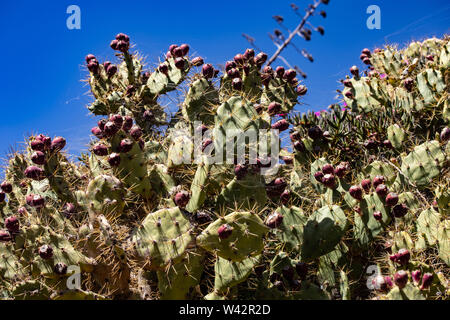 Kakteen Feigenkaktus Werk in Portugal. Stockfoto