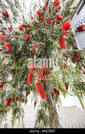 Leuchtend roten Blüten der Flaschenbürste Baum in voller Blüte an einem sonnigen Tag. Stockfoto