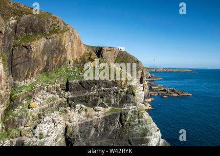 Klippen am South Stack auf der Insel Anglesey, Wales UK Stockfoto