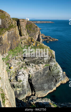 Vögel auf den Klippen am South Stack auf der Insel Anglesey, Wales UK Stockfoto
