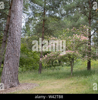 Kleine rosa blättrige Hartriegel, cornus Florida, Baum im Waldgebiet von Knightshayes Court Stockfoto