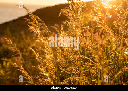 Sonnenuntergang am South Stack auf der Insel Anglesey, Wales UK Stockfoto