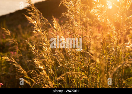 Sonnenuntergang am South Stack auf der Insel Anglesey, Wales UK Stockfoto