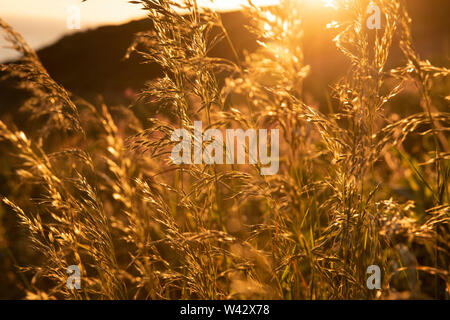 Sonnenuntergang am South Stack auf der Insel Anglesey, Wales UK Stockfoto