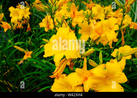 Nahaufnahme der Blüte Hemerocallis, UK - Johannes Gollop Stockfoto