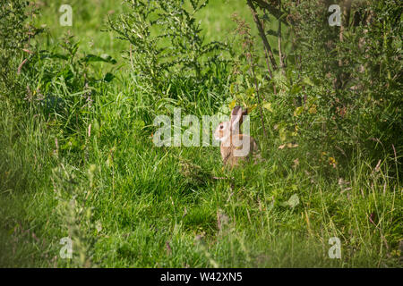 Ein Kaninchen in das lange Gras auf einem Feld in den Yorkshire Dales Stockfoto