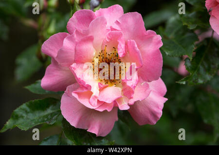 Eine offene rosa Rose an einem sonnigen Sommer Stockfoto