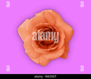 Coral Rose Blume. Nahaufnahme auf rosa Hintergrund. Top Bild anzeigen. Stockfoto