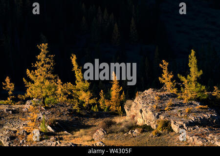 Herbst Landschaft. Schöne Bäume im Herbst abstrakt. Spiel von Licht und Schatten. Altai. Sibirien Stockfoto