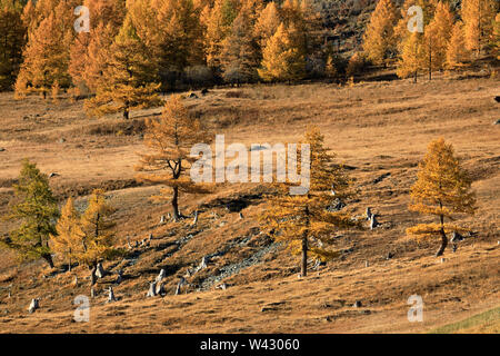 Blick auf den gelben Herbst Wald von Republik Altai von der Chuysky Trakt. Stolpmünde. Russland Stockfoto