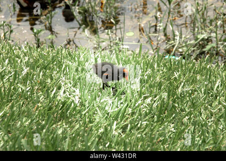 Baby Moorhuhn im Gras am Rande Stockfoto